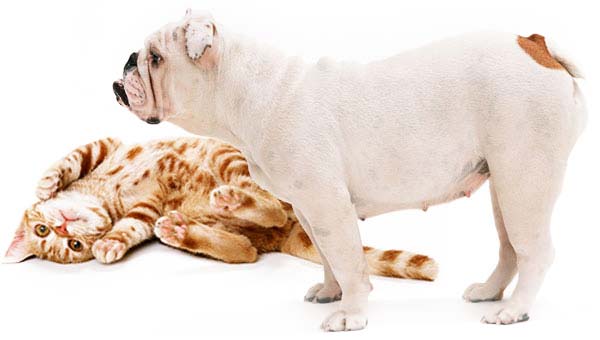 Cachorro e Gato
