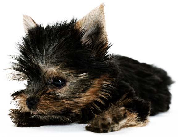 Cachorro