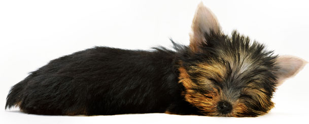 Cachorro e Gato